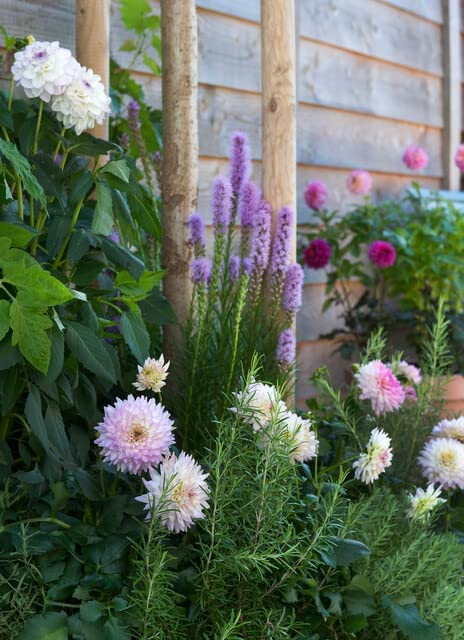 Plant & Bloom Kapiteyn Liatris Blumenzwiebeln aus Holland, 25 Zwiebeln - Einfach zu ziehen - Für die Frühjahrsbepflanzung im Garten - Holländische Qualität - Gemischte Farben
