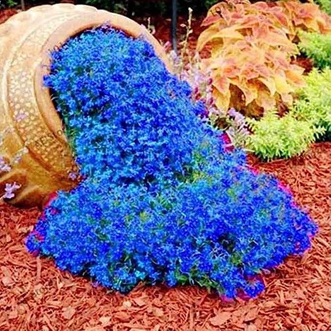 500 Stück Rock Cress Seeds Leicht zu züchten Bodendecker Blume Mehrfarbige Grünlandpflanzensamen für Rasen - Blau