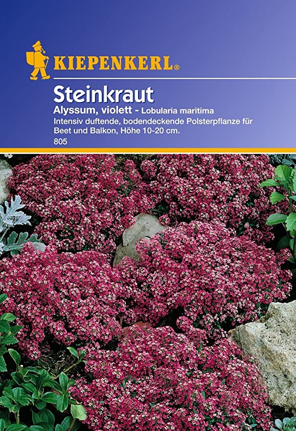 Sperli Blumensamen Steinkraut Alyssum, violett, grün