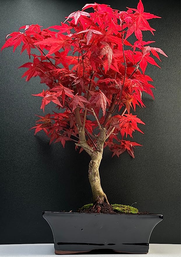 Bonsai mit Keramik Blumentopf - 20 cm Schale ca. 6 Jahre, Acer Deshojo/Japanischer Fächerahorn - Acer (Ahorn) Bonsai/Ligustrum, Ficus, Carmona, Podocarpus, Chinese elm - ca. 9-11 Jahre