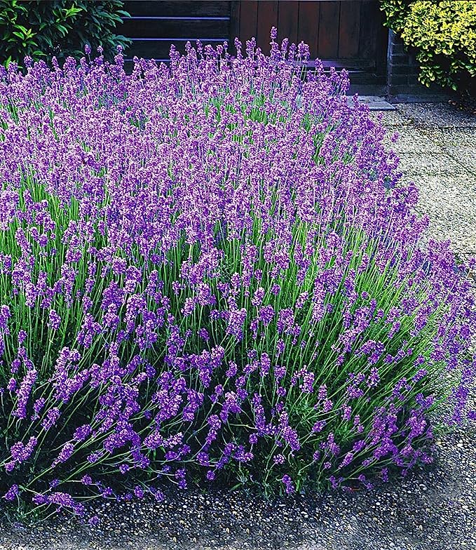 BALDUR Garten Blauer Duft-Lavendel, 25 Pflanzen Lavendula, duftend, Blüten essbar, winterharte Staude, trockenresistent, mehrjährig, bienenfreundlich und schmetterlingsfreundlich, blühend