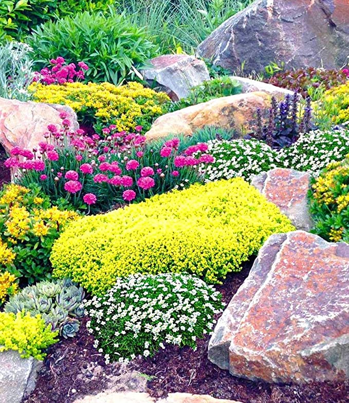 BALDUR Garten Steingarten-Mix Happy Flowers, 4 Pflanzen Grasnelke pink, Polstermoos weiß, Sedum Weihenstephan gelb und Sedum Acre