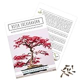 Außergewöhnliche Bonsai Samen mit hoher Keimrate - Pflanzen Samen Set für deinen eigenen Bonsai Baum (1x Roter Fächerahorn)