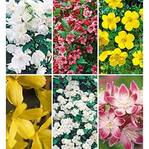 BALDUR Garten 5 Meter Blüh-Hecken-Kollektion - 6 bienenfreundliche Pflanzen für Ihre Blütenhecke