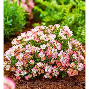 BALDUR Garten Alpin-Rose "Cutie Pie®", 1 Pflanze, winterhart, wintergrün, kleine, stark duftende Rose, niedrig und kompakt, blühend, bienenfreundlich, Rosa