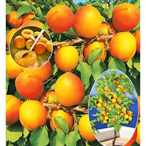 BALDUR Garten Aprikosen 'Compacta Super CompactÂ®', 1 Pflanze, Aprikosenbaum, Prunus armenica, winterhart, mehrjÃ¤hrig, reiche Ernte an essbaren FrÃ¼chten, selbstfruchtend, Obst-RaritÃ¤t