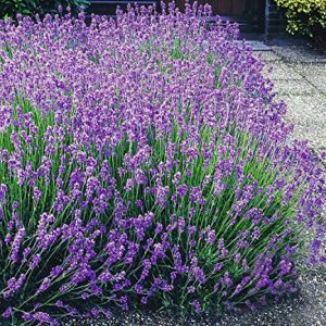 BALDUR Garten Blauer Lavendel Duftlavendel, 3 Pflanzen Lavandula angustifolia echter Lavendel, winterharte Staude, trockenresistent, mehrjährig, bienenfreundlich und schmetterlingsfreundlich, blühend