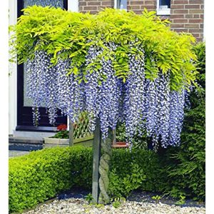 BALDUR Garten Blauregen auf Stamm winterhartes Stämmchen, 1 Pflanze, Wisteria sinensis Glycinie Zierstämmchen, bienenfreundlich, für Standort in der Sonne geeignet, blühend