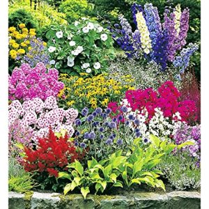 BALDUR Garten Buntes Staudenbeet 'Multi-Colour' - 12 winterharte Pflanzen für leuchtende Farben