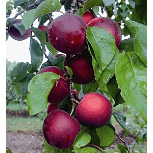 BALDUR Garten CherrykoseÂ®' Kreuzung aus Kirschpflaume & Aprikose, 1 Pflanze, winterhart, mehrjÃ¤hrig, pflegeleicht, P. salicina x P. armeniaca, selbstfruchtend, ObstgehÃ¶lze, Obst-RaritÃ¤t