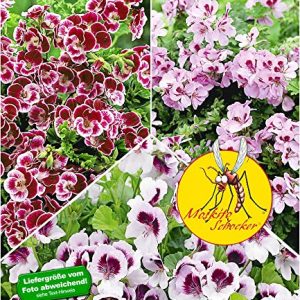 BALDUR Garten Duft-Geranie "Moskito-SchockerÂ®", 3 Pflanzen Geranien Pelargonium crispum