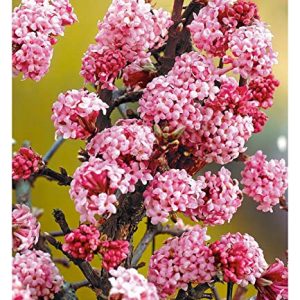 BALDUR Garten Duft-Schneeball "Dawn", 1 Pflanze, Viburnum bodnantense Winterschneeball, winterhart, mehrjÃ¤hrig, pflegeleicht, blÃ¼hend, Vanillie Duft, anspruchslose Pflanze