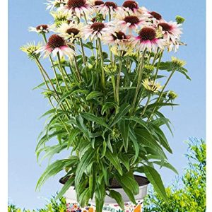 BALDUR Garten Echinacea "Sombrero White PurpleÂ®",1 Pflanze