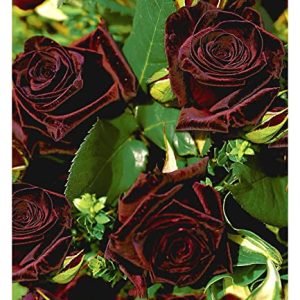 BALDUR Garten Edelrosen 'Black BaccaraÂ®', 1 Pflanze, fast schwarze Rose winterhart, mehrjÃ¤hrig, blÃ¼hend, duftend, Schnittblume, Schnittrose, Rosa Hybride, Edelrose