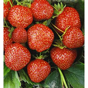 BALDUR Garten Erdbeere HummiÂ®Â´s 'Sengana Selektion', 6 Pflanzen Fragaria, selbstfruchtend, winterhart, extra lange & starke Ranken, Fragaria x ananassa
