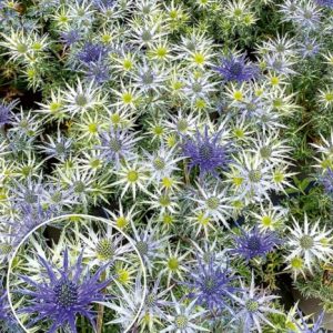 BALDUR-Garten Eryngium 'Bourgatii', 2 Knollen, Eryngium, spanischer Mannstreu, winterhart, mehrjährig, pflegeleicht, trockenheitsverträglich, hitzebeständig, bienenfreundlich, extravagante Blütenform
