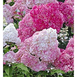 BALDUR Garten Freiland-Hortensie "Vanille Fraise®"