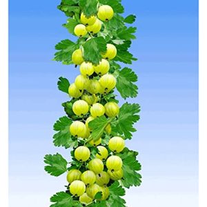 BALDUR Garten Gelbe SÃ¤ulen-Stachelbeeren, 1 Pflanze, Ribes uva-crispa SÃ¤ulenobst, winterhart, platzsparende SÃ¤ule fÃ¼r kleine GÃ¤rten, Balkone & Terrassen