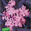 BALDUR Garten Holunder Sambucus nigra 'Thundercloud'winterhart, 1 Pflanze, schmetterlingsfreundlich, Holunderbeere, Fliederbeere, trockenresistent, mehrjÃ¤hrig, blÃ¼hend – Bild 3