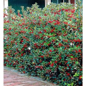 BALDUR Garten Ilex-Hecke 'Heckenfee®'
