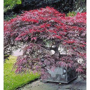 BALDUR Garten Japanischer Ahorn 'Burgund', 1 Pflanze, Ahornbaum rote Blätter winterhart, sehr pflegeleicht, Acer palmatum atropurpureum, Fächerahorn-Rarität