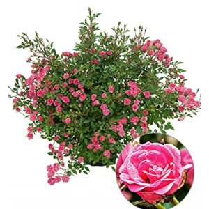 BALDUR Garten Lilly RoseÂ® "Wonder5", 1 Pflanze, Balkonrose fÃ¼r TÃ¶pfe und KÃ¼bel, winterhart, blÃ¼hend, Schnittblume, viele BlÃ¼ten, robust, Rosen-RaritÃ¤t