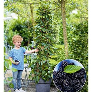 BALDUR Garten Maulbeere "BonBon Berry®", 1 Pflanze, Morus rotundiloba, Mojobeere, Beerenobst, selbstfruchtend, trägt im ersten Jahr Früchte, winterhart, mehrjährig