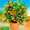 BALDUR Garten Orangen-BÃ¤umchen, 1 Pflanze, Citrus microcarpa "Calamondin", essbare FrÃ¼chte, Zitruspflanze, mehrjÃ¤hrig - frostfrei halten, Wasserbedarf gering – Bild 3