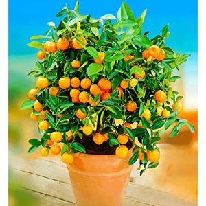 BALDUR Garten Orangen-BÃ¤umchen, 1 Pflanze, Citrus microcarpa "Calamondin", essbare FrÃ¼chte, Zitruspflanze, mehrjÃ¤hrig - frostfrei halten, Wasserbedarf gering