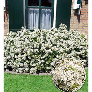 BALDUR Garten Orangenblume "White DazzlerÂ®", 1 Pflanze, Choisya ternata, robust, insektenfreundlich, stark duftend, winterhart bis -10Â° C, pflegeleicht, Wasserbedarf gering, blÃ¼hend