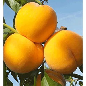BALDUR Garten Pfirsich-Aprikose 'Honeymoon', 1 Pflanze, Pfirsichbaum, Aprikosenbaum, Obstbaum, winterhart, mehrjÃ¤hrig, blÃ¼hend, Percoca, robust gegen KrÃ¤uselkrankheiten, selbstfruchtend, Obst-RaritÃ¤t