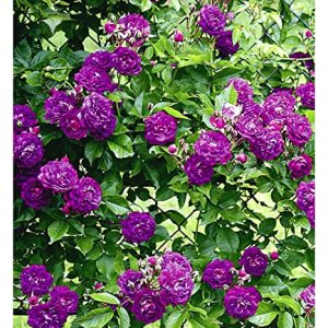 BALDUR Garten Rambler-Rosen 'Bleu Magenta', 1 Pflanze, Kletterrose winterhart mehrjÃ¤hrige Kletterpflanze, blÃ¼hend, Rose 'Bleu Magenta', robuste und duftende Kletterrose