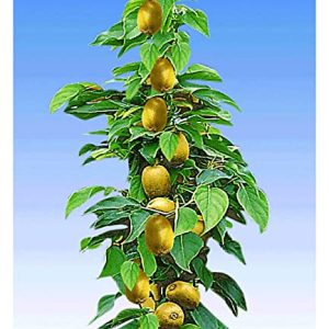 BALDUR Garten SÃ¤ulen-Kiwi 'Issai', 1 Pflanze, selbstfruchtend Stachelbeer-Kiwi winterharte Obstpflanze, platzsparende SÃ¤ule fÃ¼r kleine GÃ¤rten, Balkone & Terrassen, Actinidia arguta