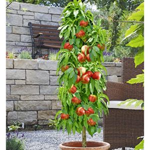 BALDUR Garten SÃ¤ulen-Nektarine 'LicecolÂ®', 1 Pflanze, Nektarinenbaum, Prunus persica, winterhart, platzsparende SÃ¤ule fÃ¼r kleine GÃ¤rten, Balkone & Terrassen, blÃ¼hend