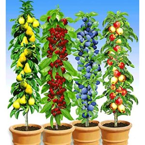 BALDUR Garten SÃ¤ulen-Obst-Kollektion Birne, Kirsche, Pflaume & Apfel, 4 Pflanzen als SÃ¤ule Birnbaum, Kirschbaum, Pflaumenbaum, Apfelbaum, Obstbaum-Kollektion, winterhart, platzsparende SÃ¤ulen