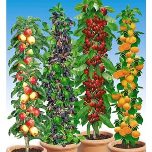 BALDUR Garten SÃ¤ulen-Obst-RaritÃ¤ten-Kollektion Apfel, Brombeere, Kirsche + Aprikose, 4 Pflanzen ObstbÃ¤ume, winterhart, platzsparende SÃ¤ulen fÃ¼r kleine GÃ¤rten, Balkone & Terrassen