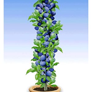 BALDUR Garten SÃ¤ulen-Pflaumen 'Black Amber', 1 Pflanze, Prunus domestica SÃ¤ulenobst winterhart Zwergobstbaum, platzsparende SÃ¤ule fÃ¼r kleine GÃ¤rten, Balkone & Terrassen