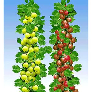 BALDUR Garten SÃ¤ulen-Stachelbeeren Kollektion, 2 Pflanzen SÃ¤ulenobst Beerenobst HinnonmÃ¤ki rot und HinnonmÃ¤ki gelb, winterhart, platzsparende SÃ¤ulen fÃ¼r kleine GÃ¤rten, Balkone & Terrassen