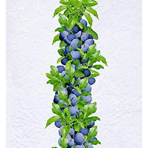 BALDUR Garten SÃ¤ulen-Zwetschgen 'AnjaÂ®', 1 Pflanze, Pflaumenbaum, Prunus domestica, winterhart, platzsparende SÃ¤ule fÃ¼r kleine GÃ¤rten, Balkone & Terrassen