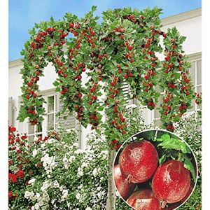 BALDUR Garten Stachelbeer-StÃ¤mmchen "Captivator", 1 Stamm Ribes uva crispa Beerenobst, winterhart, mehrjÃ¤hrig, pflegeleicht, reiche Ernte an essbaren FrÃ¼chten