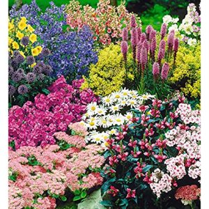 BALDUR Garten Staudenbeet 'Gartenfreude' - 15 blühende Pflanzen für Ihren Staudengarten
