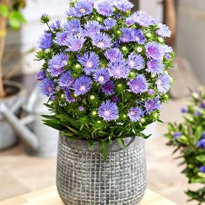 BALDUR Garten Stokesia Kornblumenaster ‚Blue Danube‘