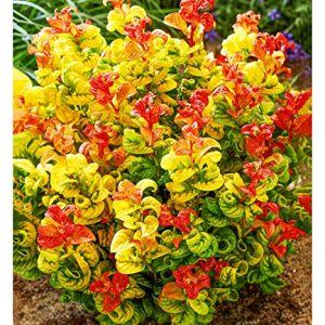 BALDUR Garten Traubenheide "Curly Gold®", 1 Pflanze, attraktive Blattfärbung, winterhart, pflegeleicht, blühend, Leucothoe axillaris, außergewöhnliches Farbspiel