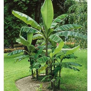 BALDUR Garten Winterharte Bananen 'grün'