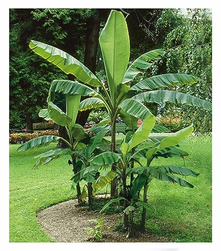 BALDUR Garten Winterharte Bananen 'grün', 1 Pflanze, Faserbanane Bananenbaum Musa basjoo Bananenpflanze, mehrjährige winterharte Staude, Bananen-Früchte essbar