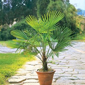 BALDUR Garten Winterharte Kübel-Palmen 1 Pflanze, Chinesische Hanfpalme Freilandpalme Gartenpalme,Trachycarpus fortunei frosthart und trockenresistent