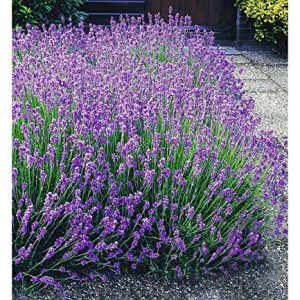 BALDUR Garten Winterharte Stauden Lavendel-Hecke 'Blau'