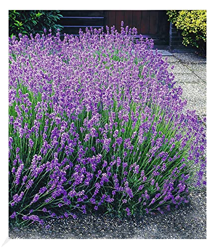 BALDUR Garten Winterharte Stauden Lavendel-Hecke 'Blau', 9 Pflanzen Duftlavendel Lavandula angustifolia Munstead, echter mehrjähriger Lavendel, Blüten essbar, trockenresistent bienenfreundlich