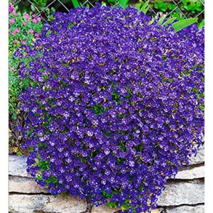 BALDUR Garten Winterharter Bodendecker Blaukissen 'Cascade Blue'
