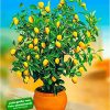 BALDUR Garten Zitronen-BÃ¤umchen, 1 Pflanze, Citrus limon Zitruspflanze, mehrjÃ¤hrig - frostfrei halten, pflegeleicht, immergrÃ¼n, Citrus limon, trockenresistent – Bild 3